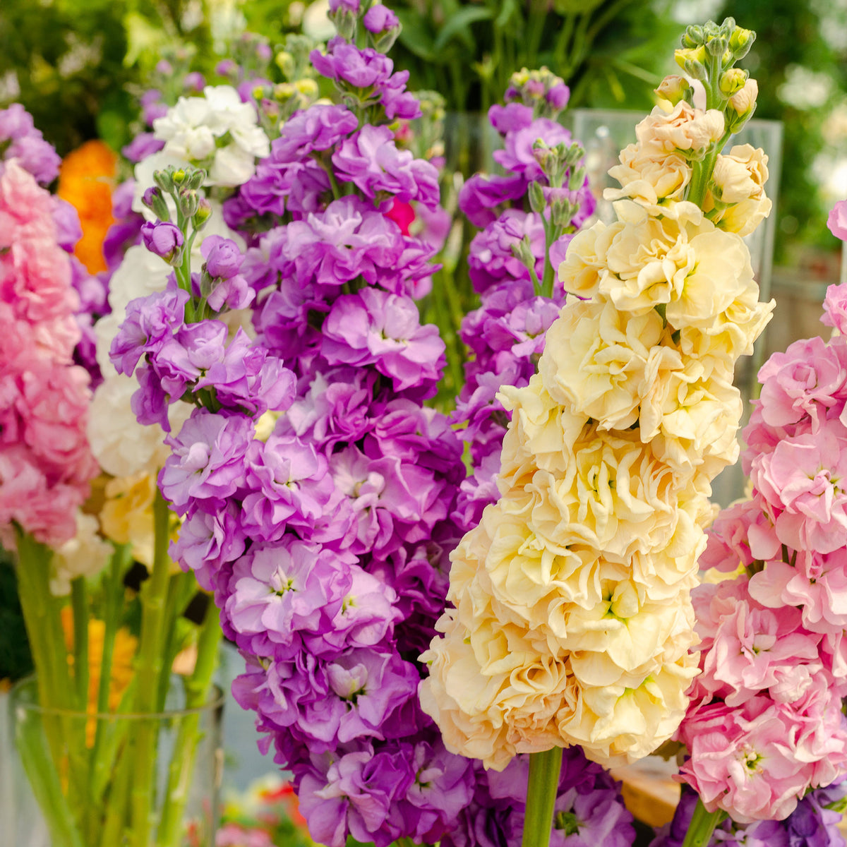 Levkojen Mischung - Matthiola incana - Bakker