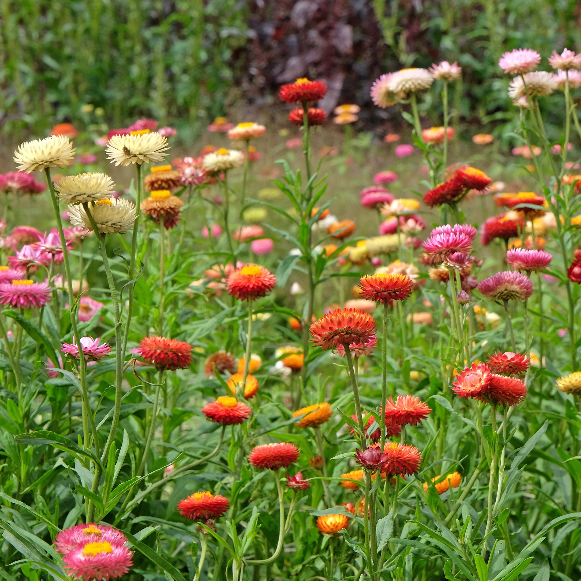 Strohblumen Mischung - Xerochrysum bracteatum - Bakker