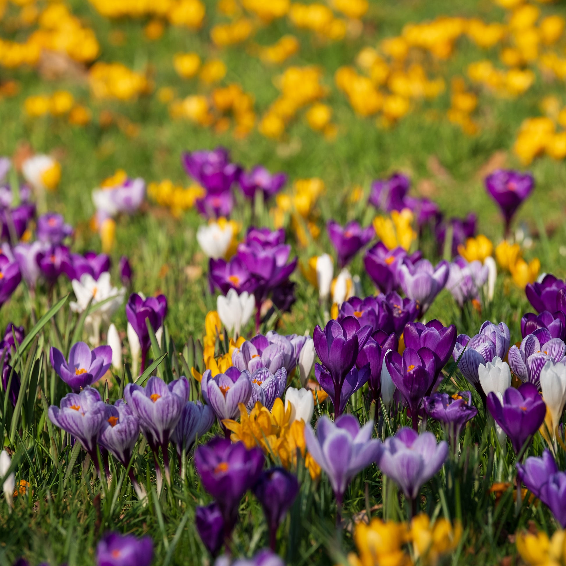 Großblumige Krokusse Mischung - Bakker