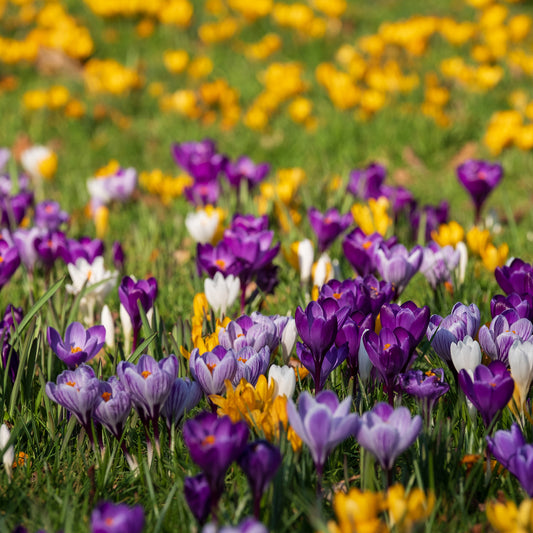Großblumige Krokusse Mischung - Bakker