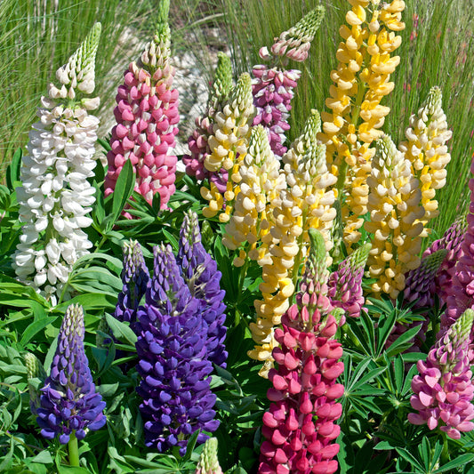 Lupinen Russel Mischung (x5) - Bakker