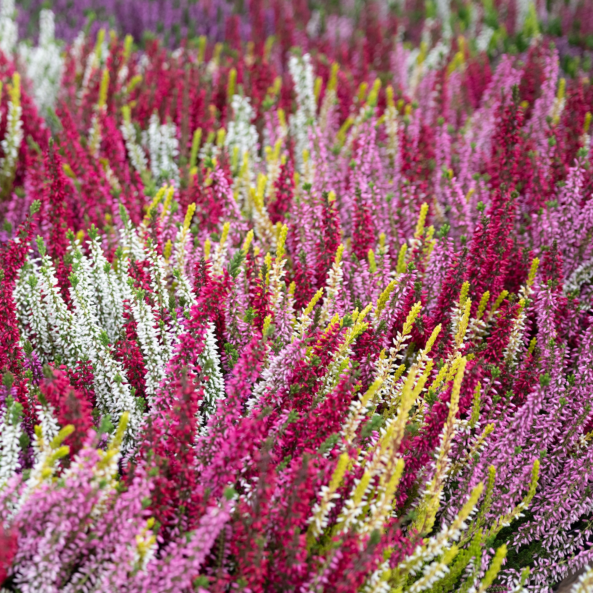 Sommerheide Mischung (x6) - Calluna vulgaris - Bakker