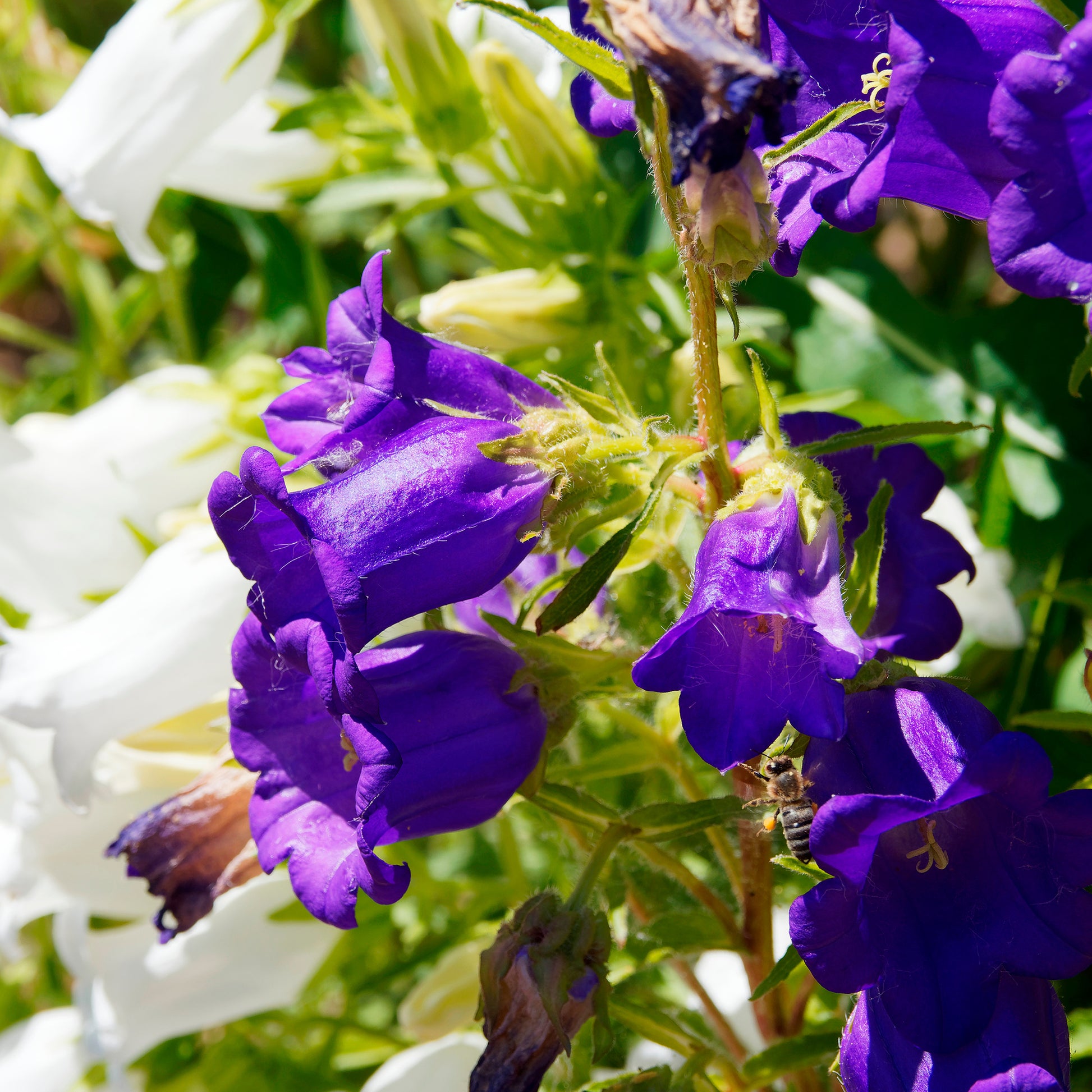 Campanula medium carillon - Glockenblumen Mischung Carillon (x2) - Glockenblumen