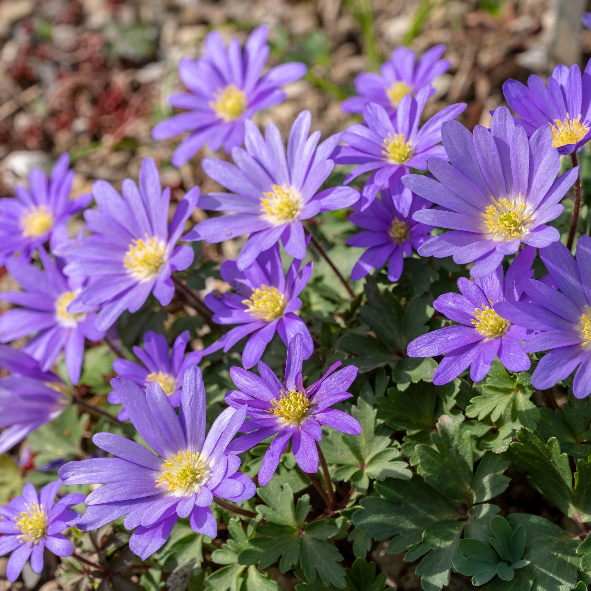 Anemone blanda Blue Shades - Balkan-Windröschen 'Blue Shades' (x30) - Anemonen-Zwiebeln