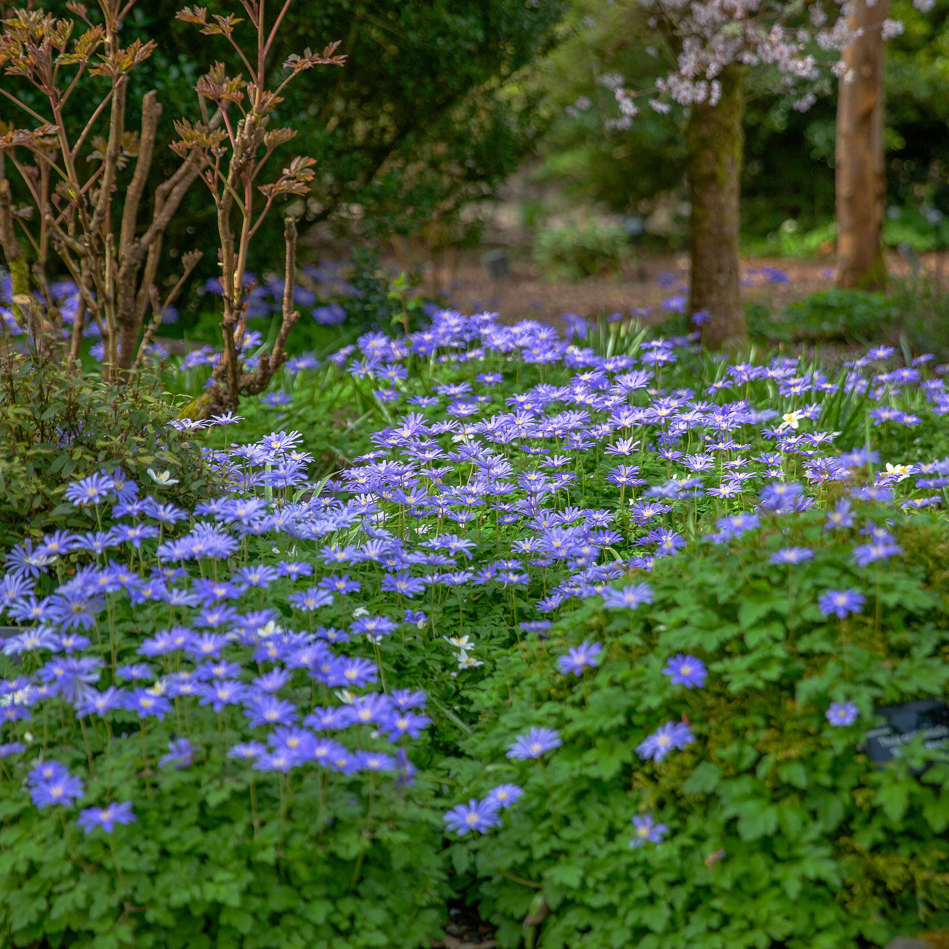 Anemonen-Zwiebeln - Balkan-Windröschen 'Blue Shades' (x30) - Anemone blanda Blue Shades
