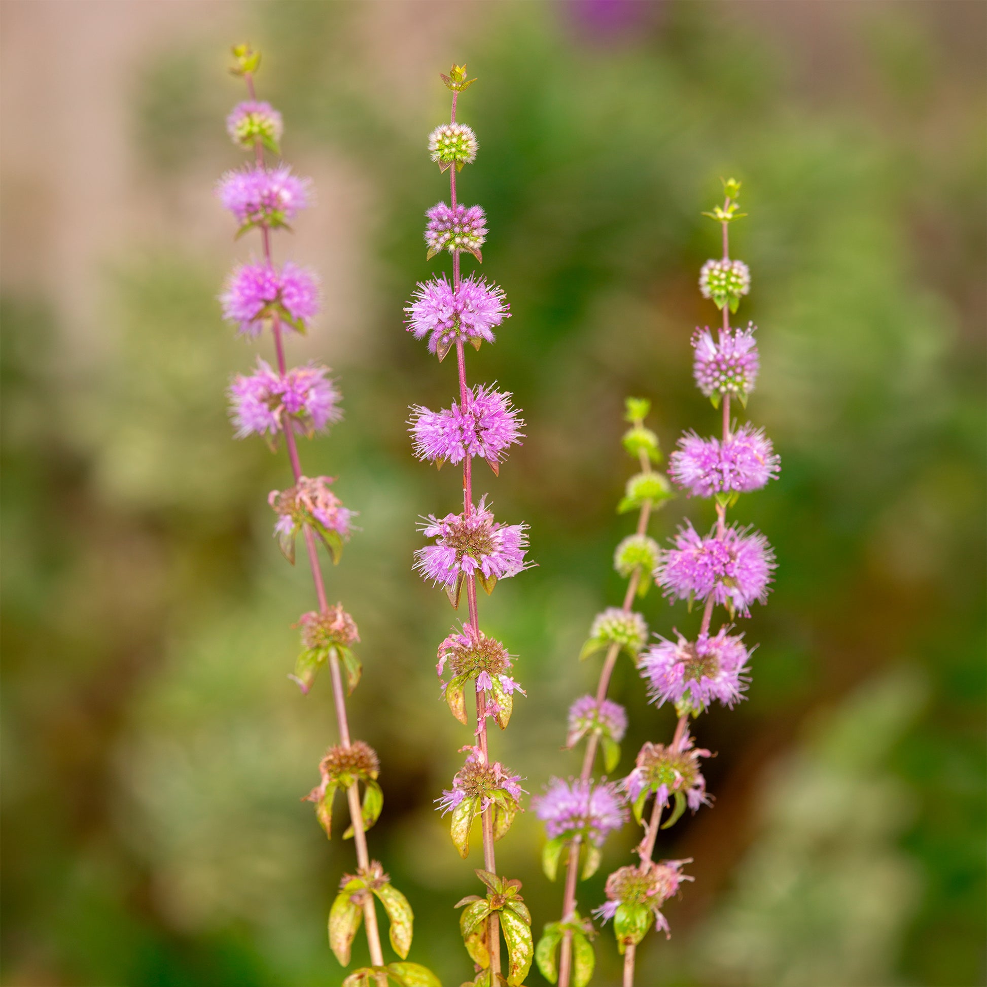 Mentha pulegium - Poleiminze - Minze