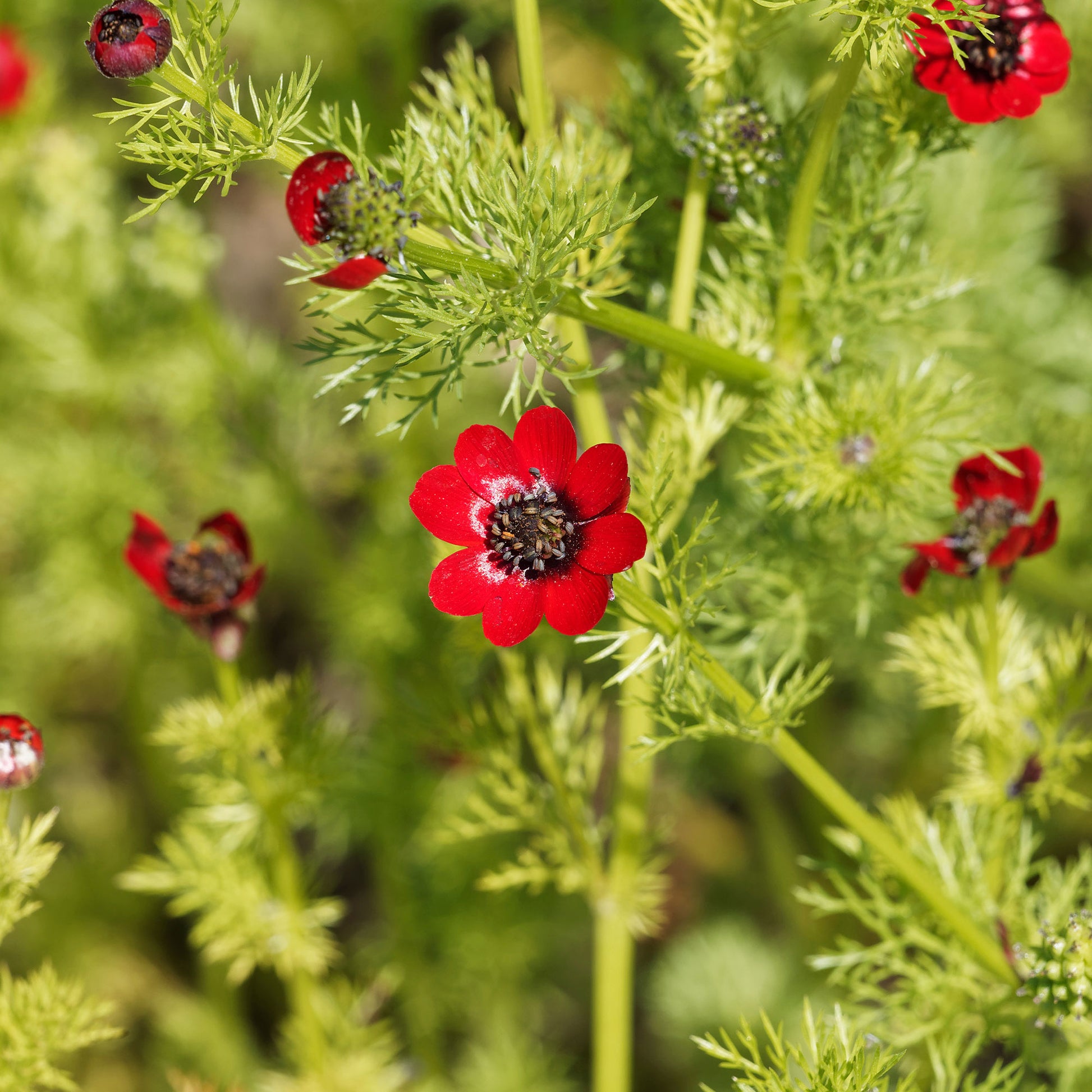 Adonis aestivalis - Sommer-Adonisröschen ‘Deep Red’ - Samen für Blumenbeete und -ränder