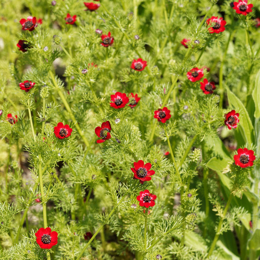 Sommer-Adonisröschen ‘Deep Red’ - Bakker