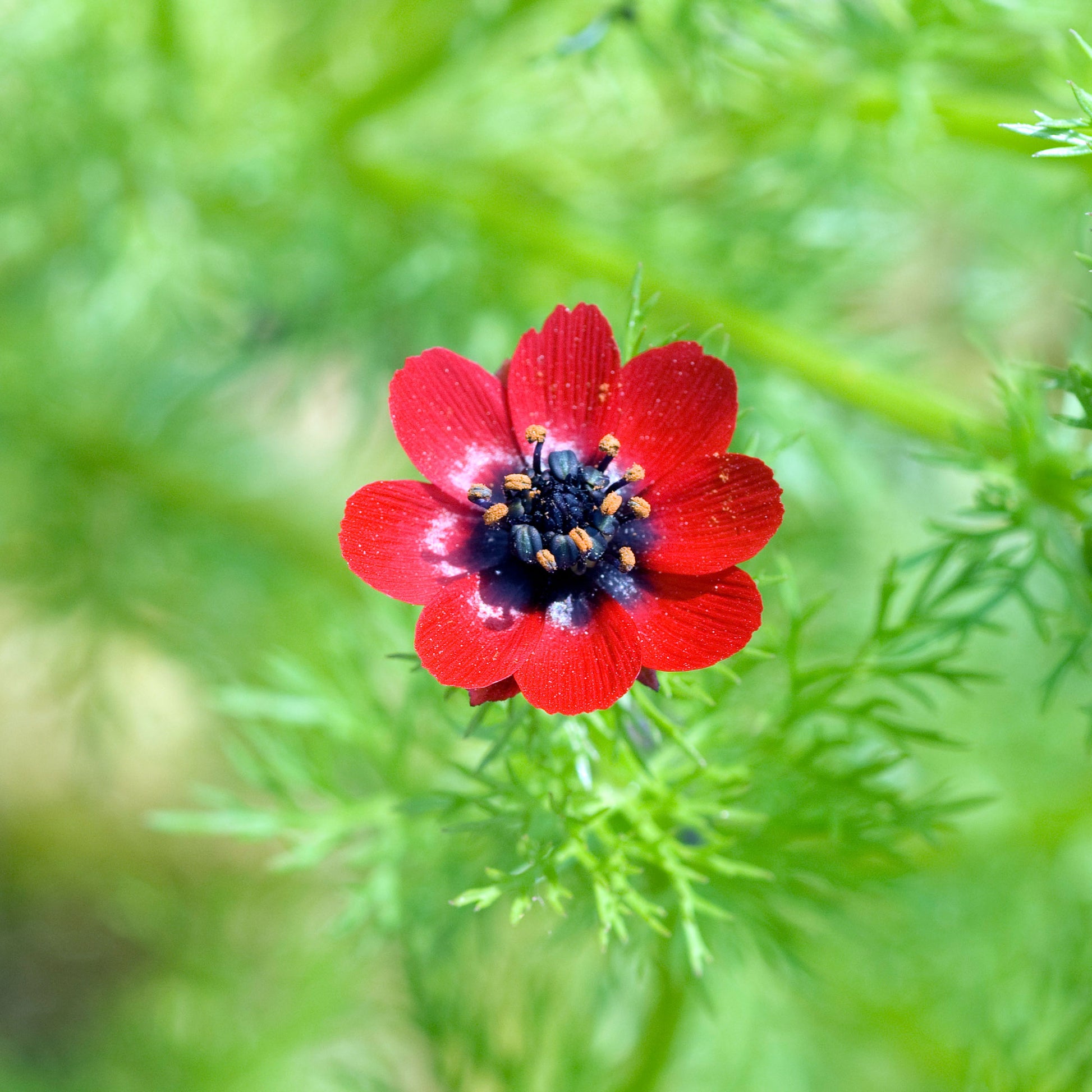 Sommer-Adonisröschen ‘Deep Red’ - Adonis aestivalis - Bakker