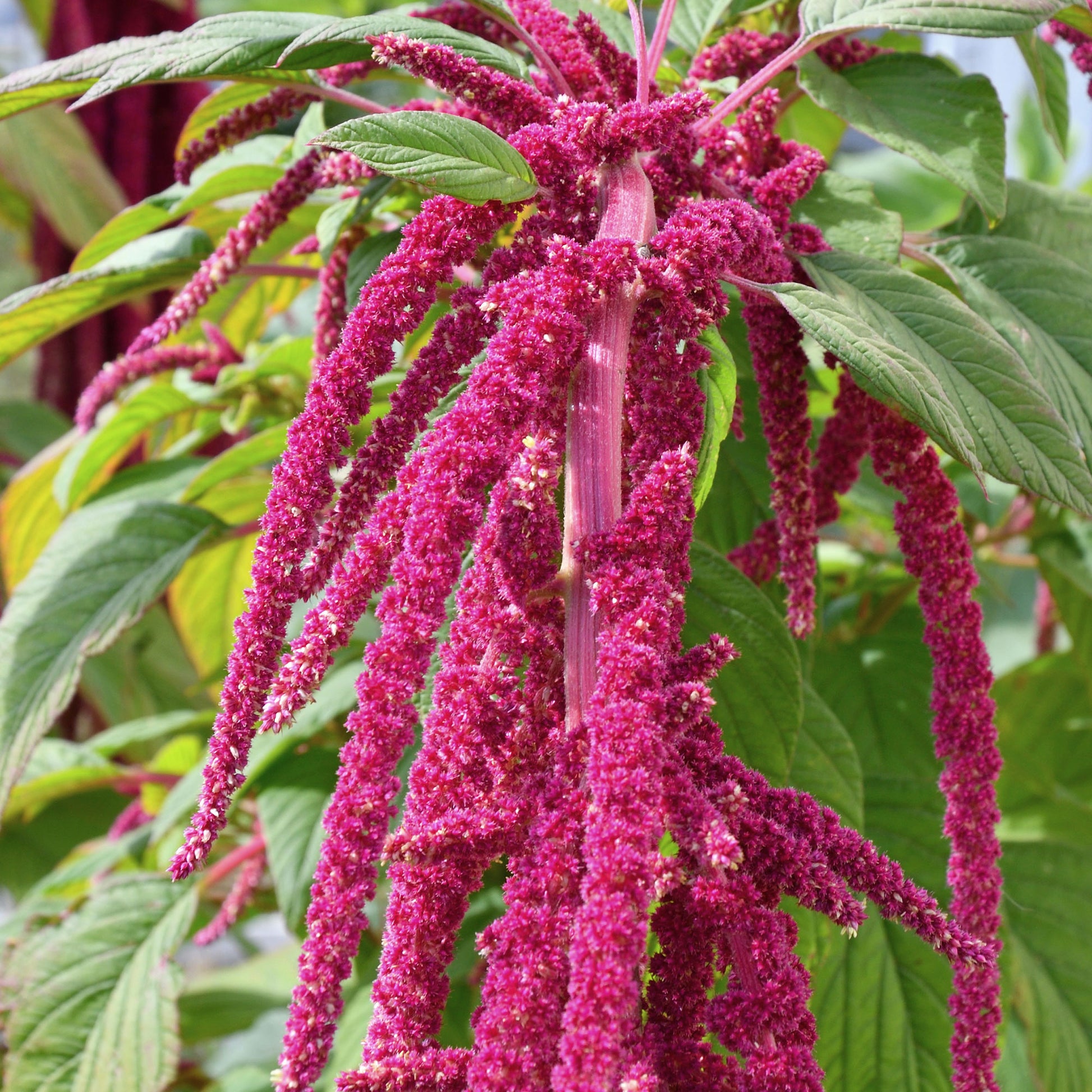 Roter Fuchsschwanz - Amaranthus caudatus - Bakker