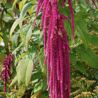 Amaranthus caudatus - Roter Fuchsschwanz - Samen für einjährige Blumen