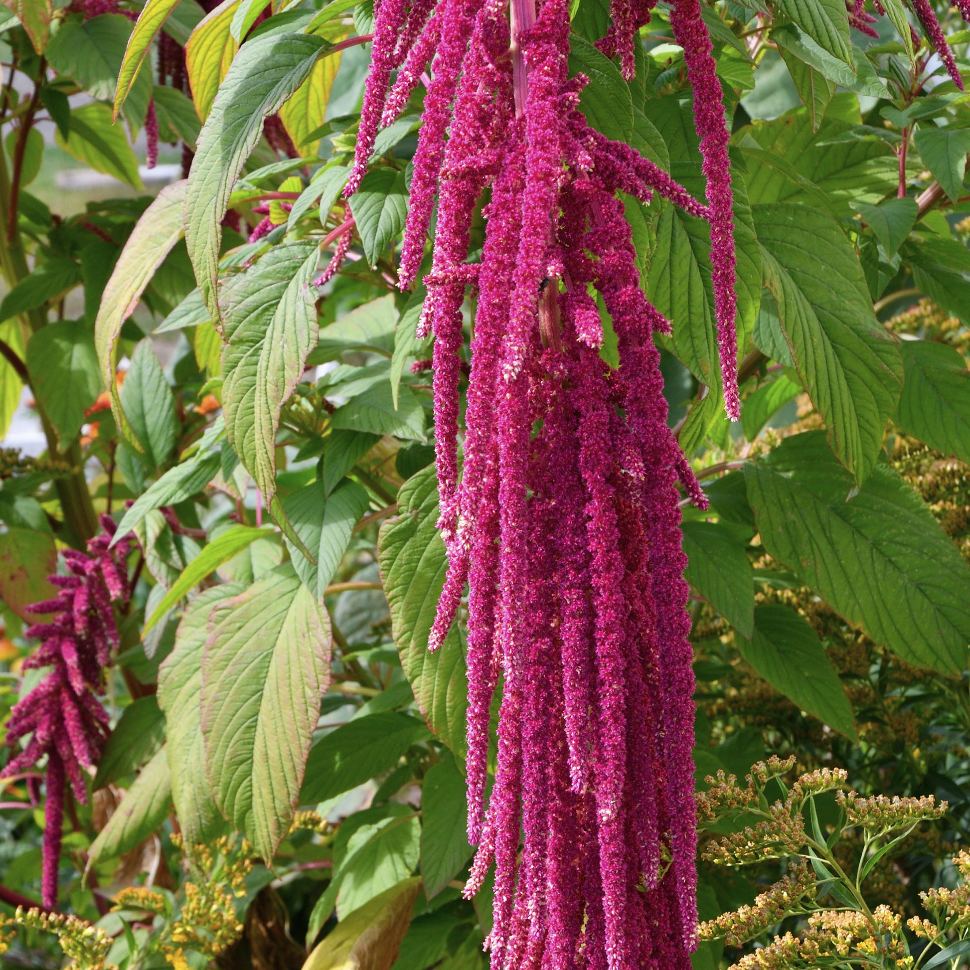 Amaranthus caudatus - Roter Fuchsschwanz - Samen für einjährige Blumen