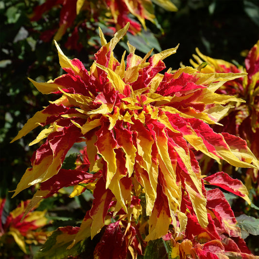 Essbare Amaranth 'Garden Select' - Bakker