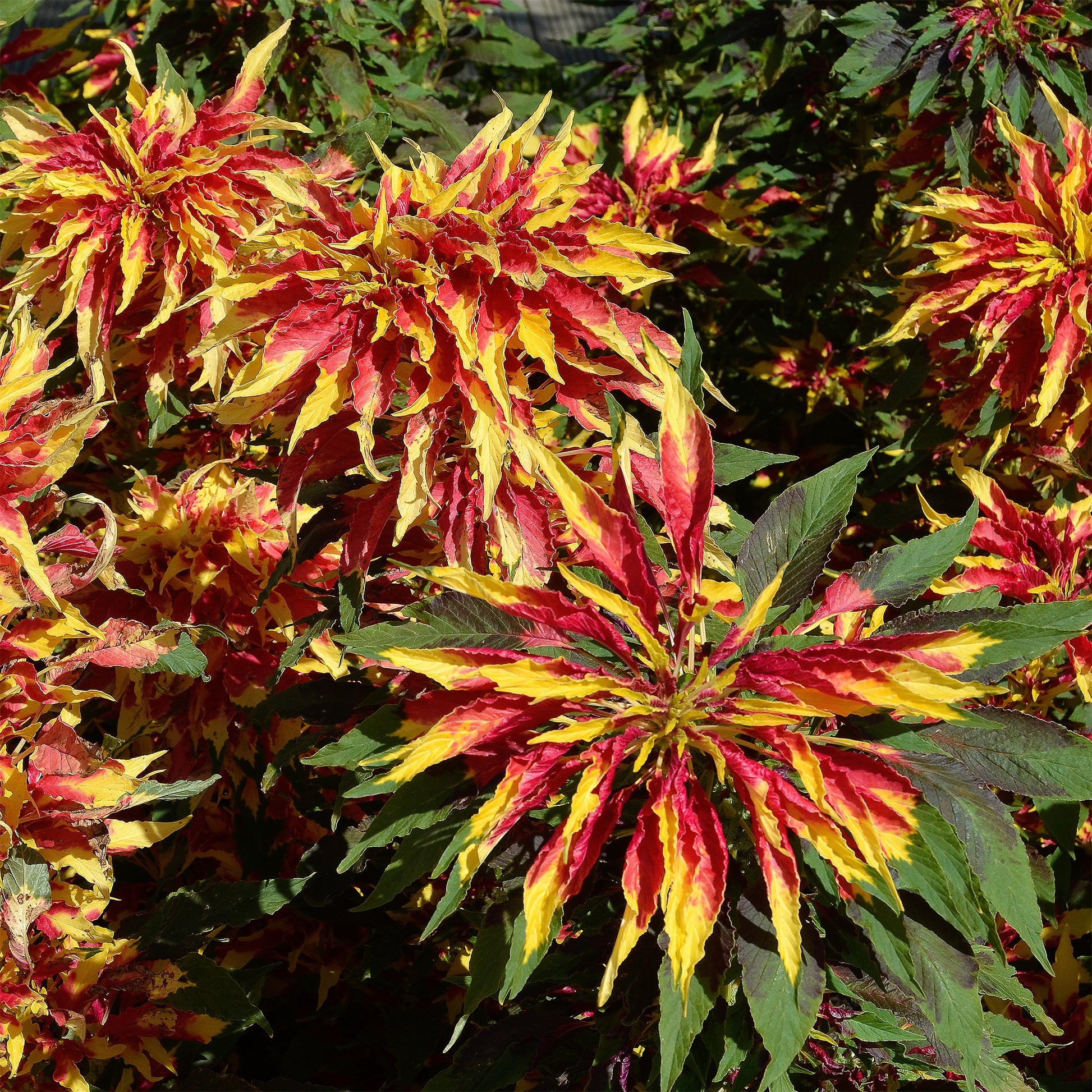 Essbare Amaranth 'Garden Select' - Amaranthus gangeticus Splendens Perfecta - Bakker