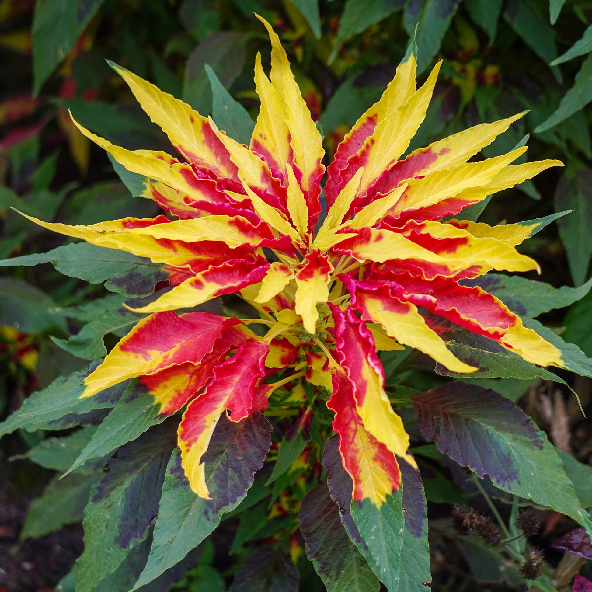 Samen für einjährige Blumen - Essbare Amaranth 'Garden Select' - Amaranthus gangeticus Splendens Perfecta