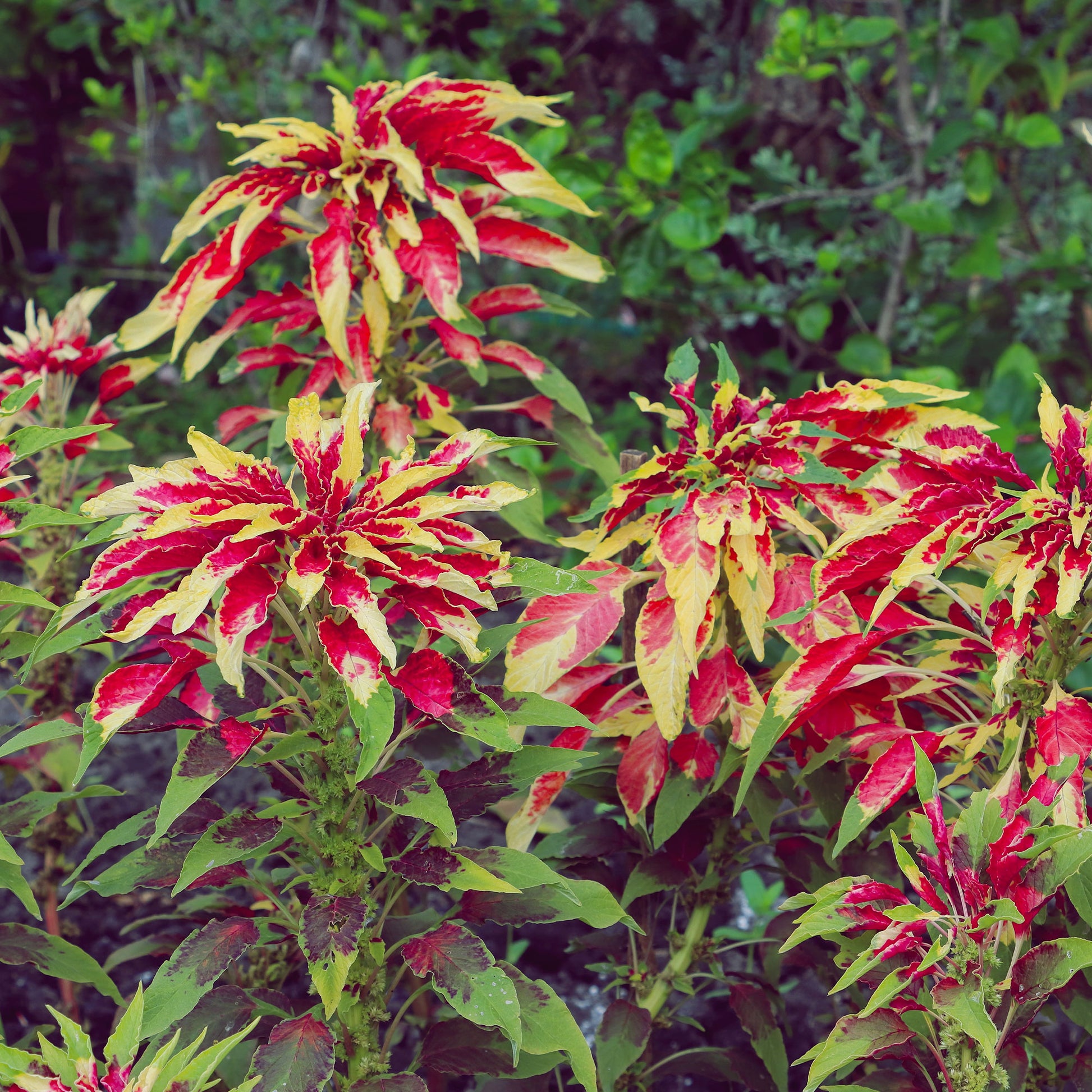 Amaranthus gangeticus Splendens Perfecta - Essbare Amaranth 'Garden Select' - Samen für einjährige Blumen