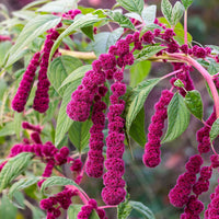 Amaranthus caudatus gibbosus - Amaranthus gibbeus - Fuchsschwanz Dreadlocks - Samen für einjährige Blumen