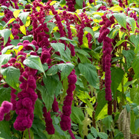 Amaranthus gibbeus - Fuchsschwanz Dreadlocks - Bakker