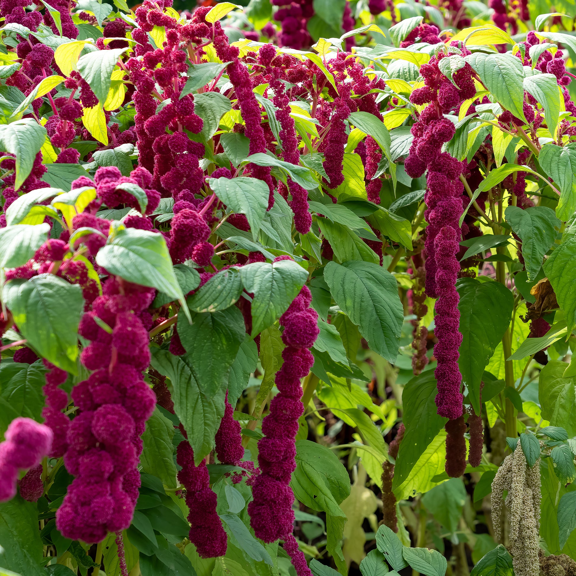 Amaranthus gibbeus - Fuchsschwanz Dreadlocks - Bakker