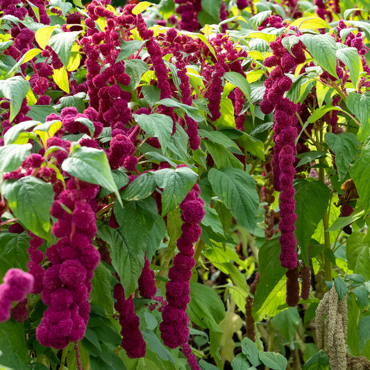 Amaranthus gibbeus - Fuchsschwanz Dreadlocks - Bakker