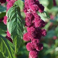 Amaranthus gibbeus - Fuchsschwanz Dreadlocks - Amaranthus caudatus gibbosus - Bakker