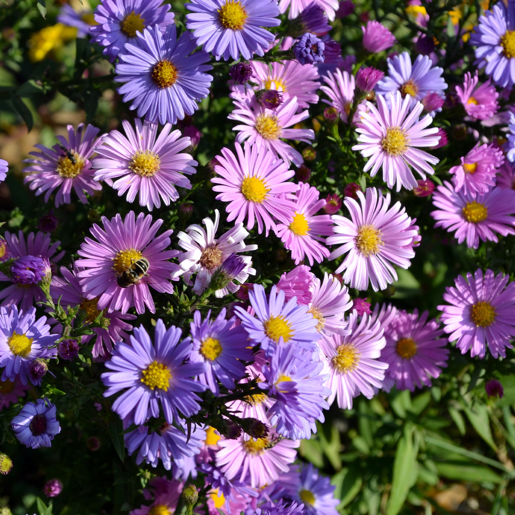 Alpenaster Mischung - Bakker