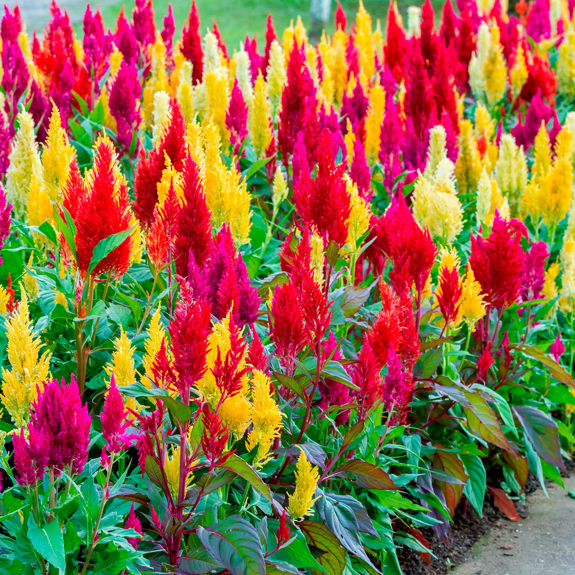 Celosia argentea plumosa - Federbusch-Celosie Mischung - Terrasse und Balkon