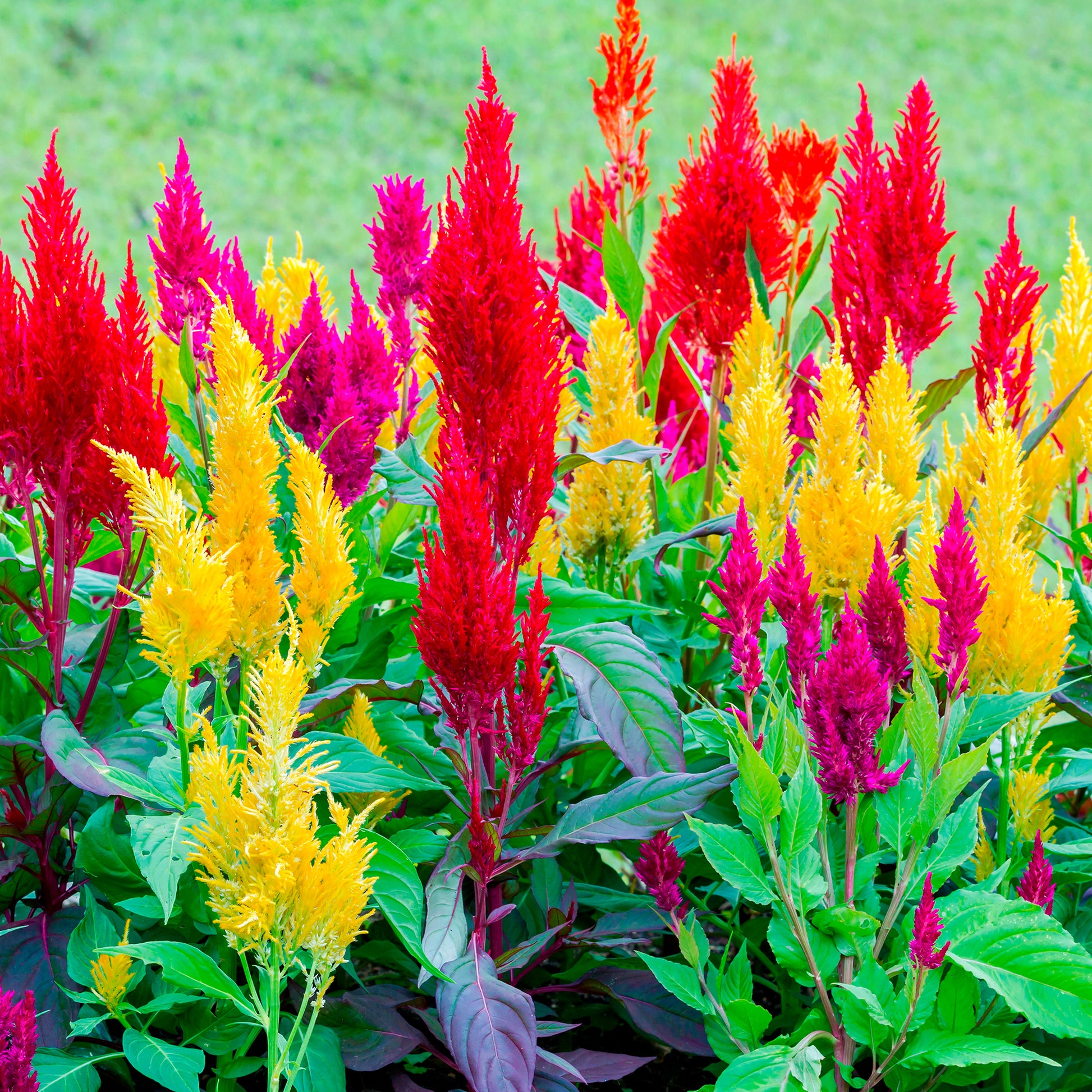 Federbusch-Celosie Mischung - Celosia argentea plumosa - Bakker
