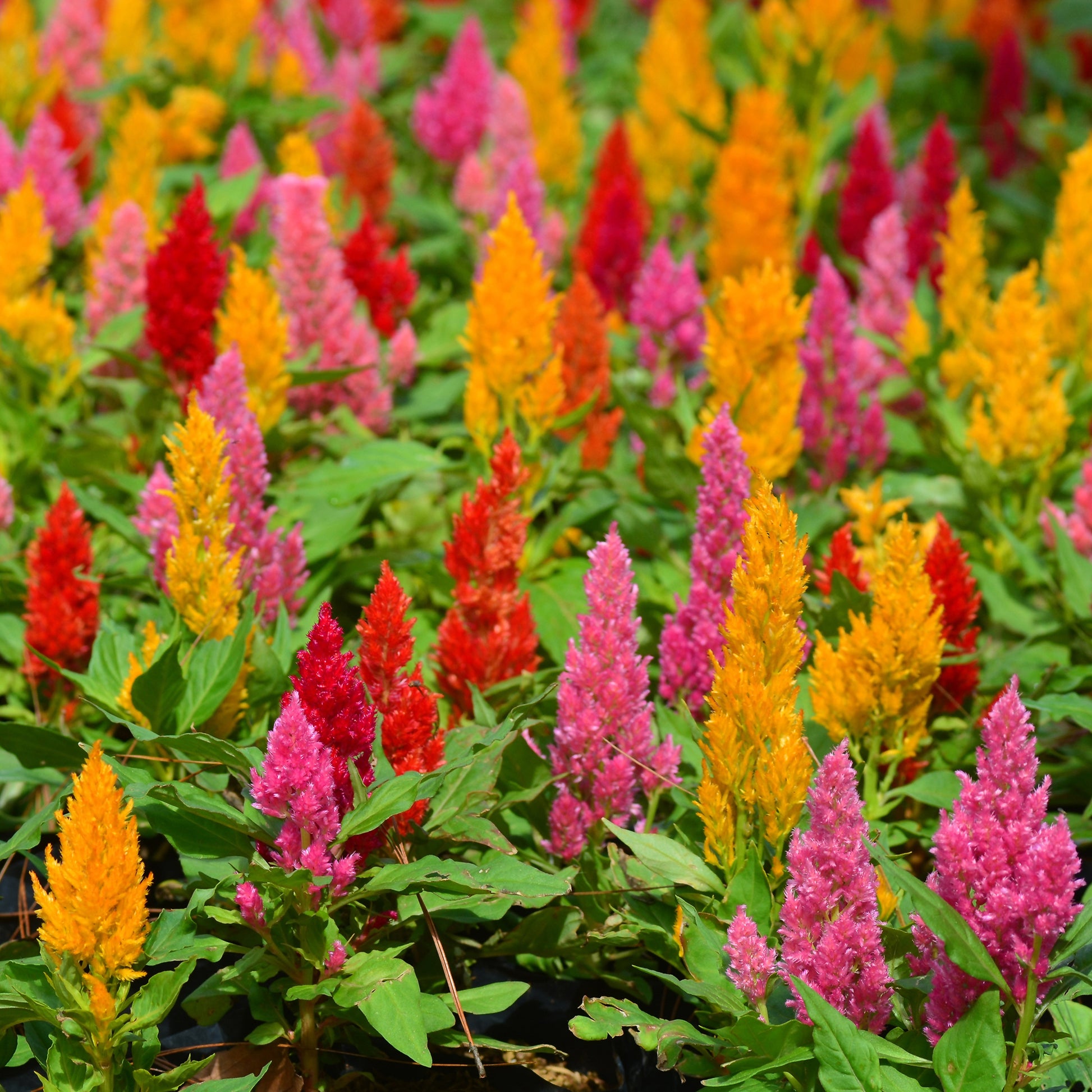 Terrasse und Balkon - Federbusch-Celosie Mischung - Celosia argentea plumosa