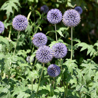Echinops ritro - Ruthenische Kugeldistel - Samen für Blumenbeete und -ränder