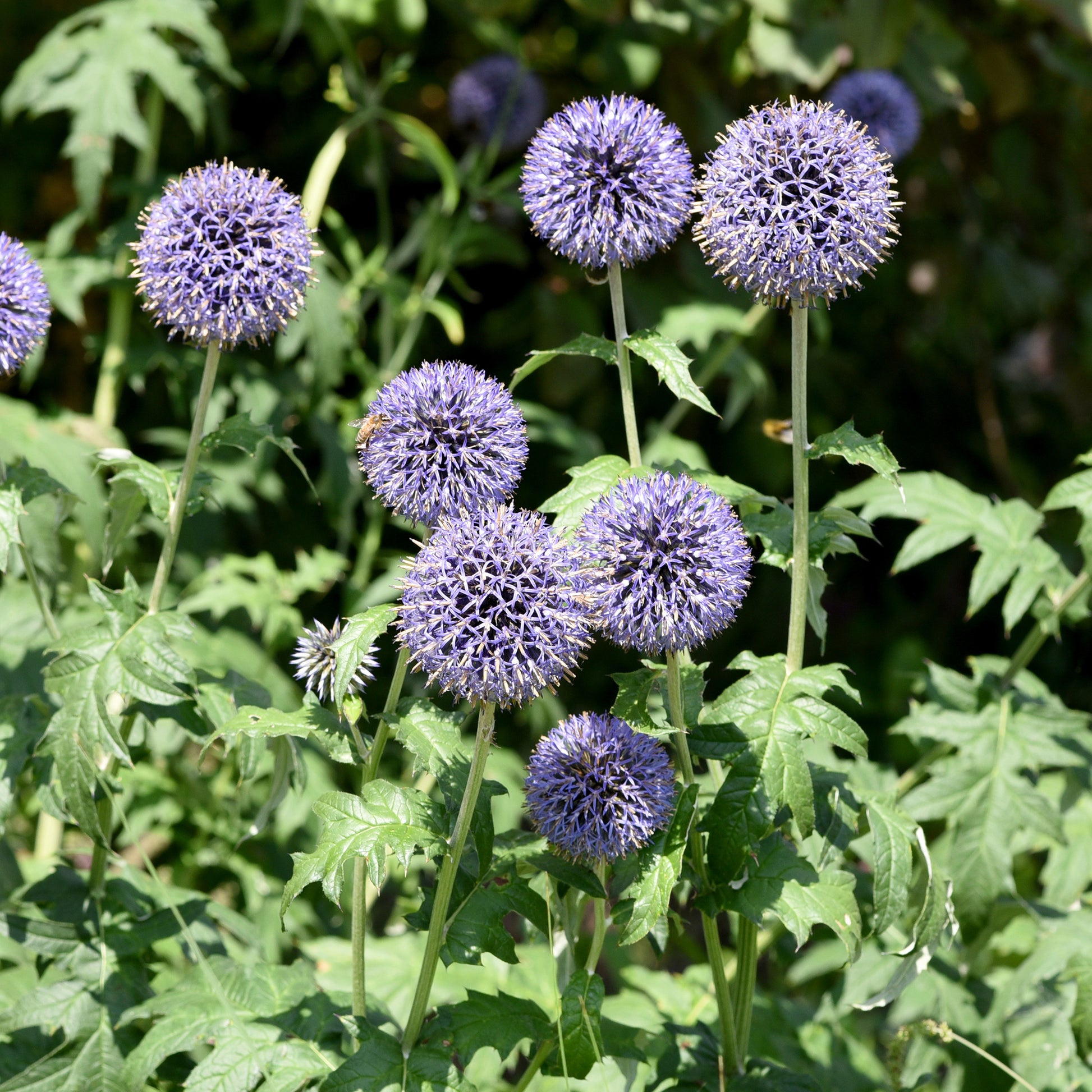 Echinops ritro - Ruthenische Kugeldistel - Samen für Blumenbeete und -ränder