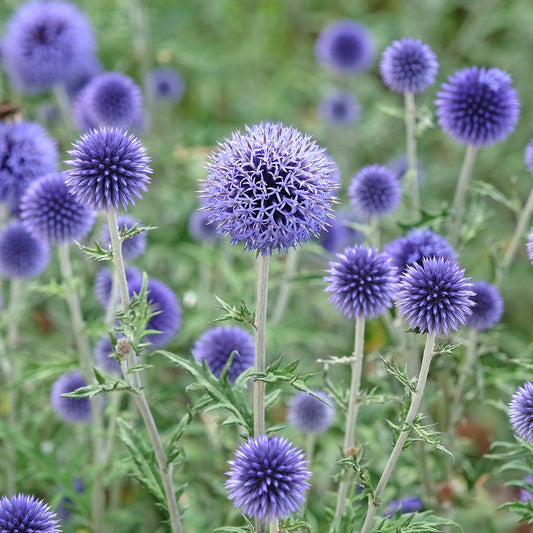 Ruthenische Kugeldistel - Bakker