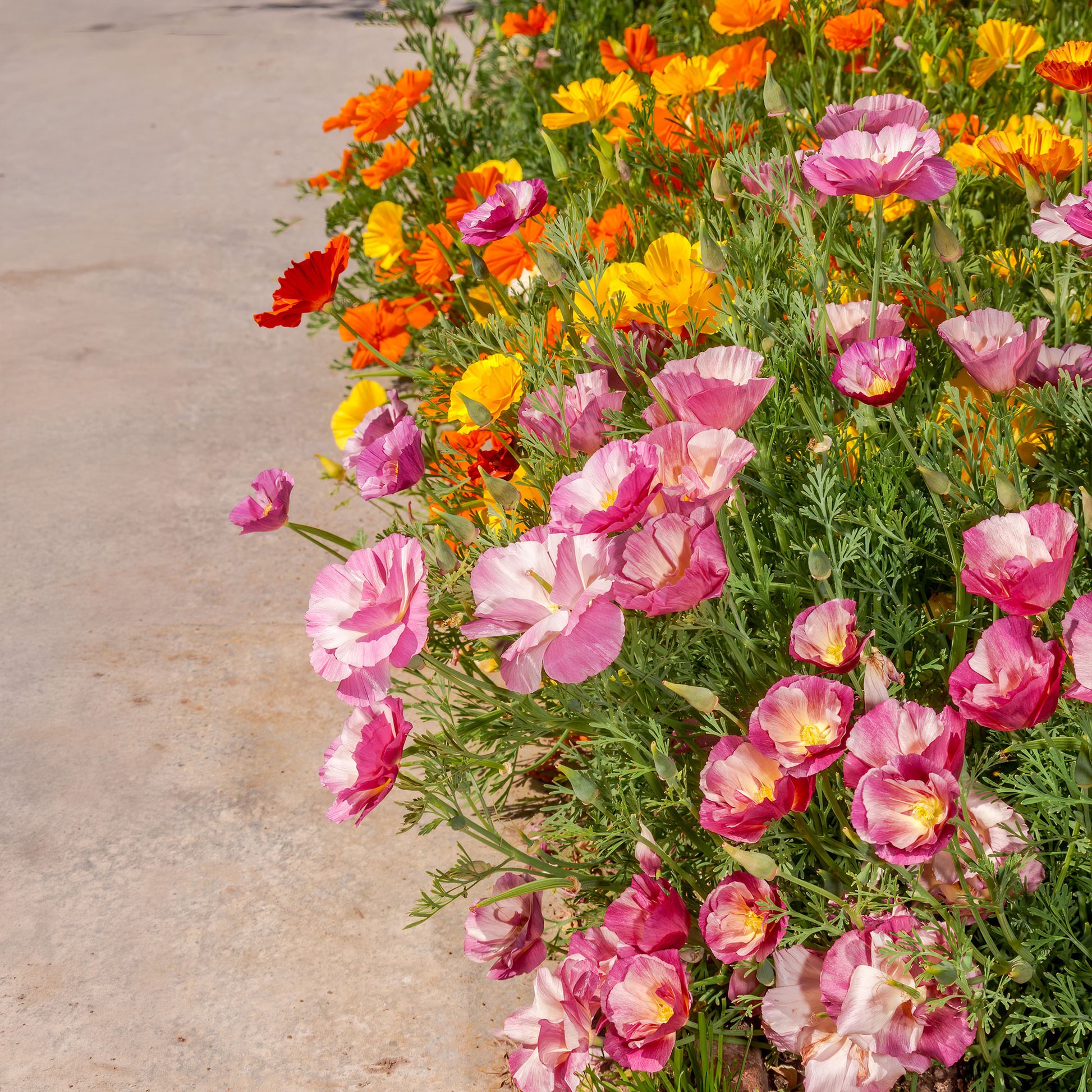 Kalifornischer Mohn gefüllt Mischung - Eschscholzia californica - Bakker