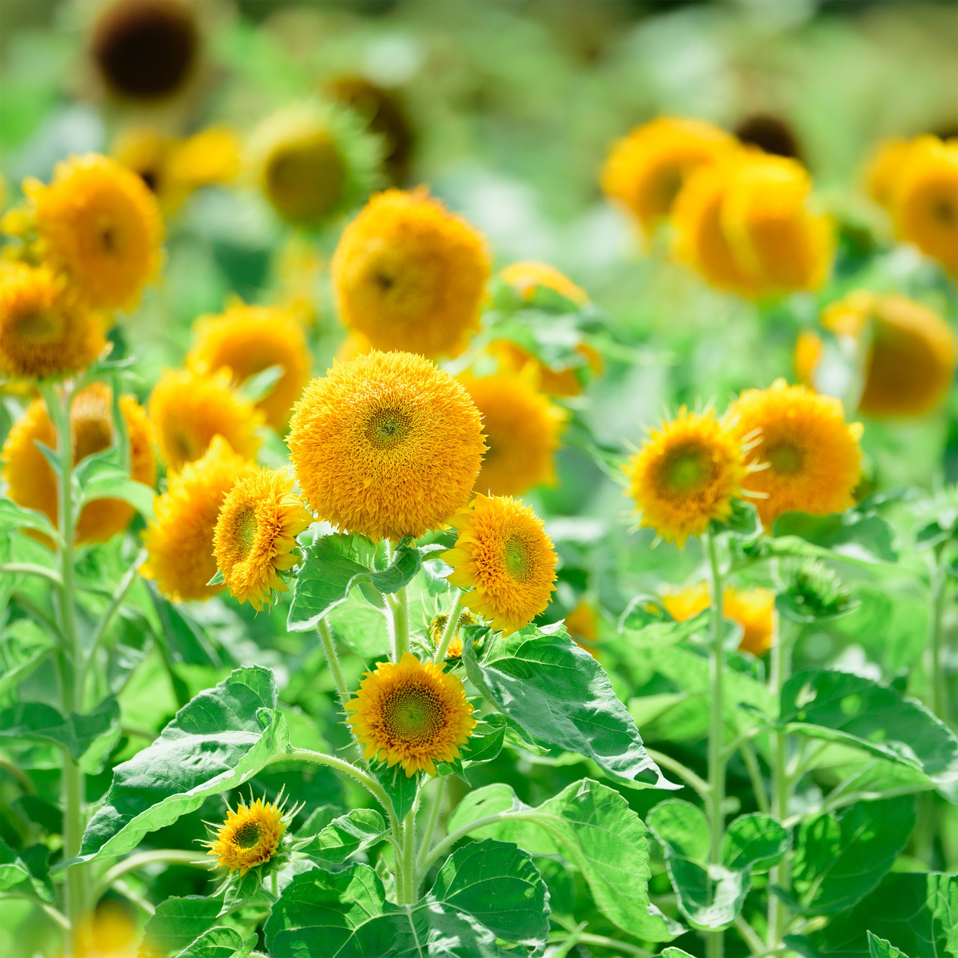 Helianthus annuus teddy bear - Sonnenblume Teddy Bear - Samen für einjährige Blumen