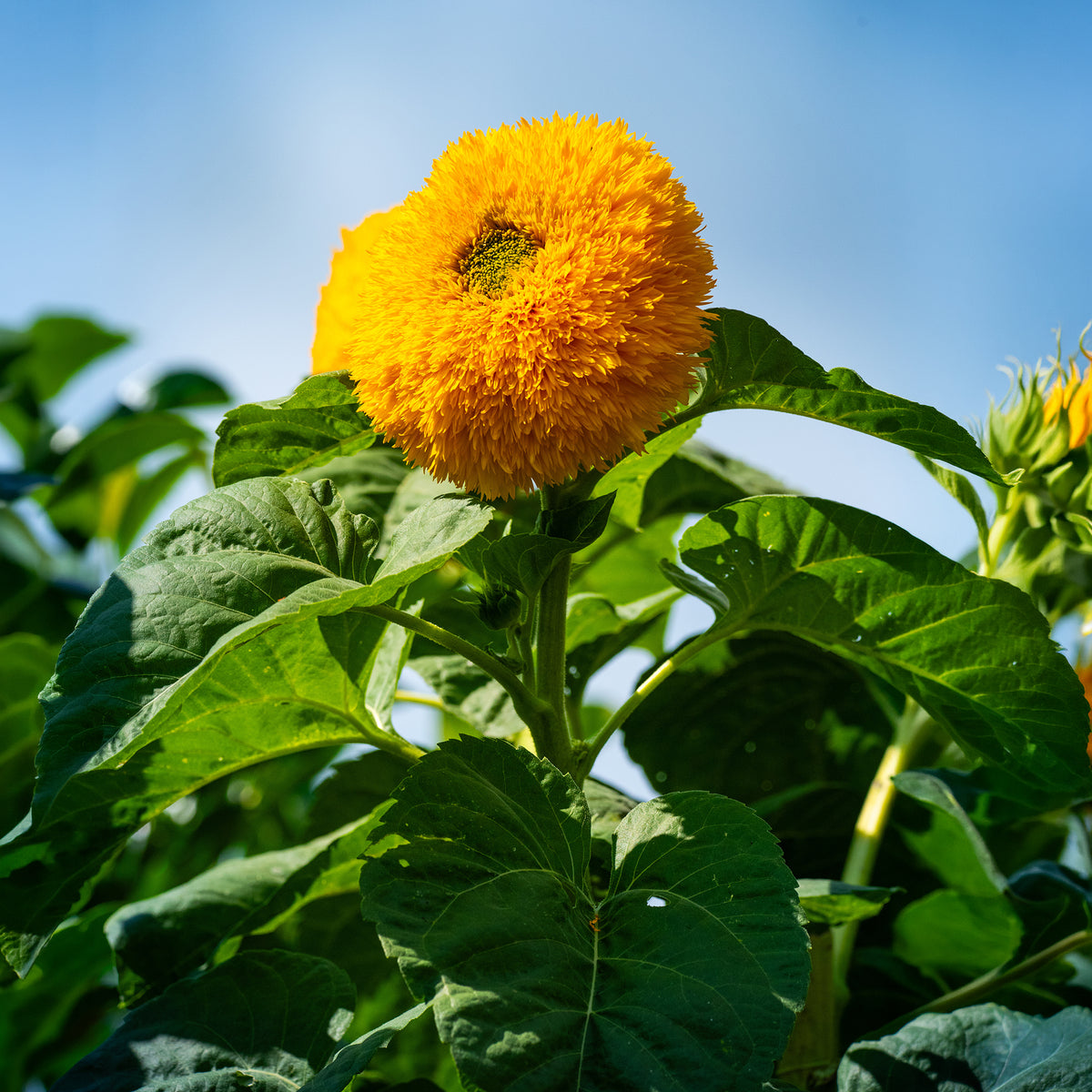 Sonnenblume Teddy Bear - Bakker