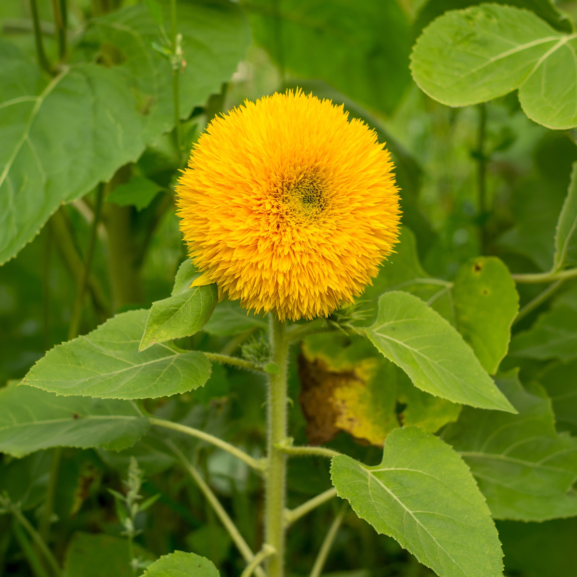 Sonnenblume Teddy Bear - Helianthus annuus teddy bear - Bakker