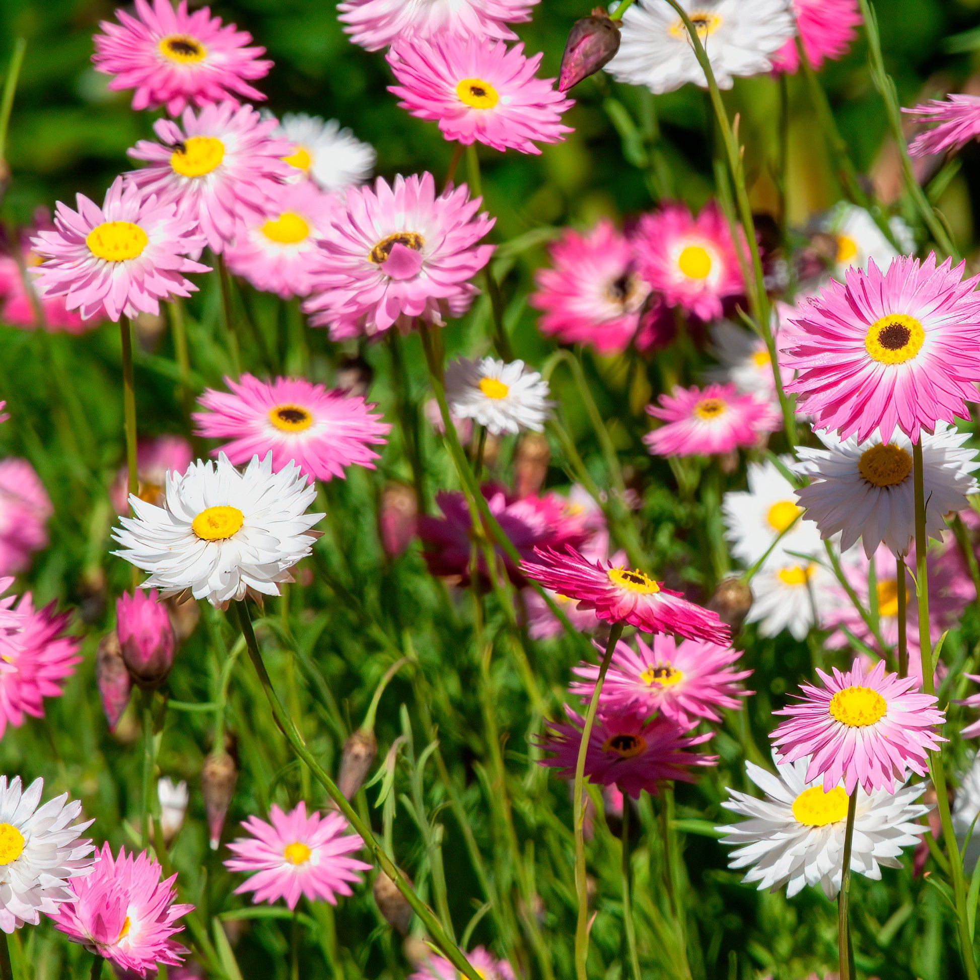 Strohblumen Australien Mischung - Helipterum roseum - Bakker