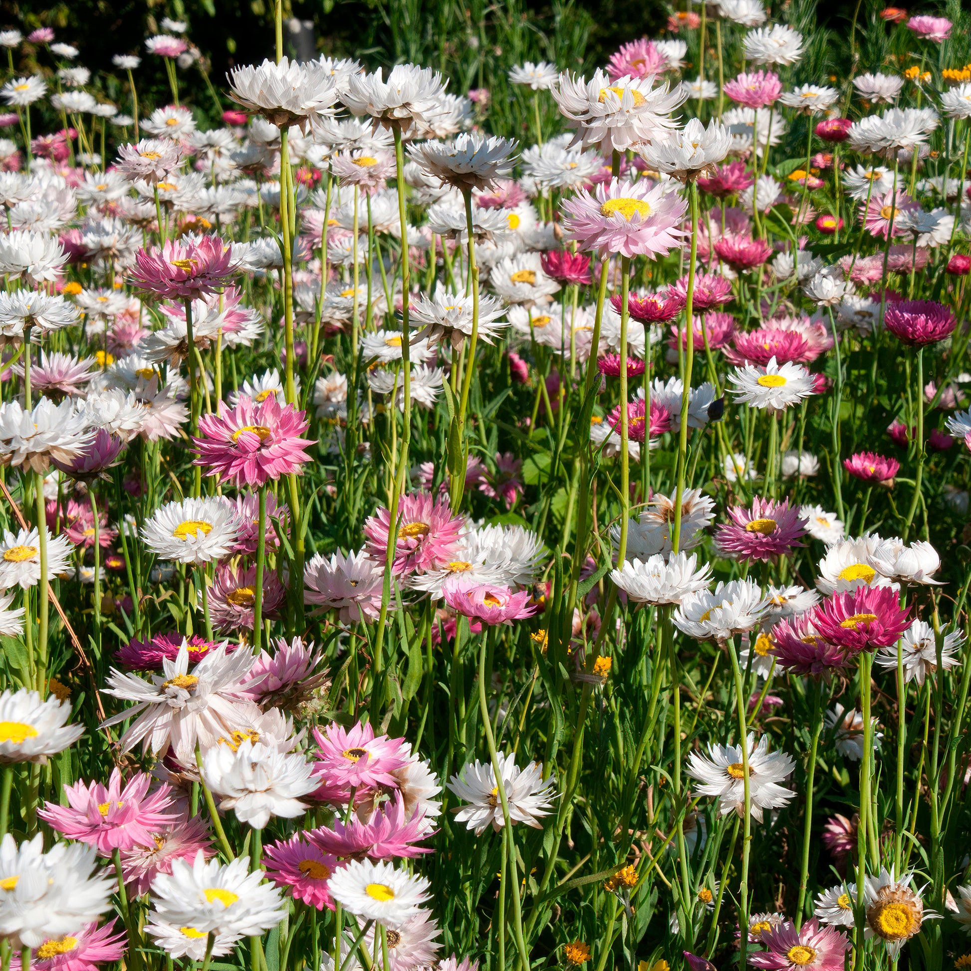 Strohblumen Australien Mischung - Bakker