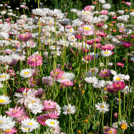 Strohblumen Australien Mischung - Bakker