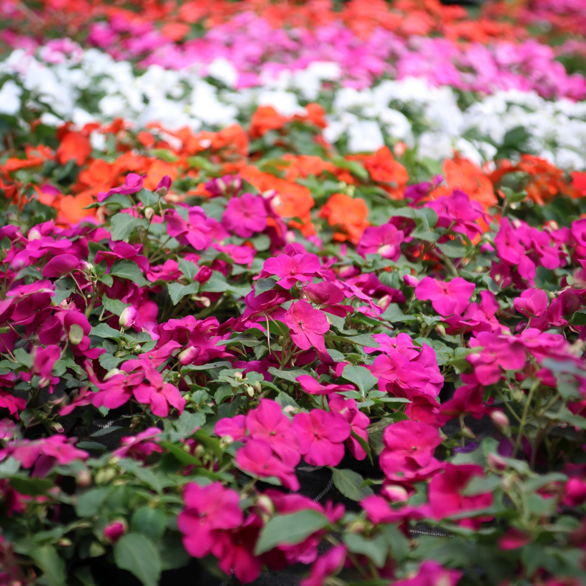 Fleißiges Lieschen Colour Cocktail Mix F2 - Impatiens walleriana - Bakker