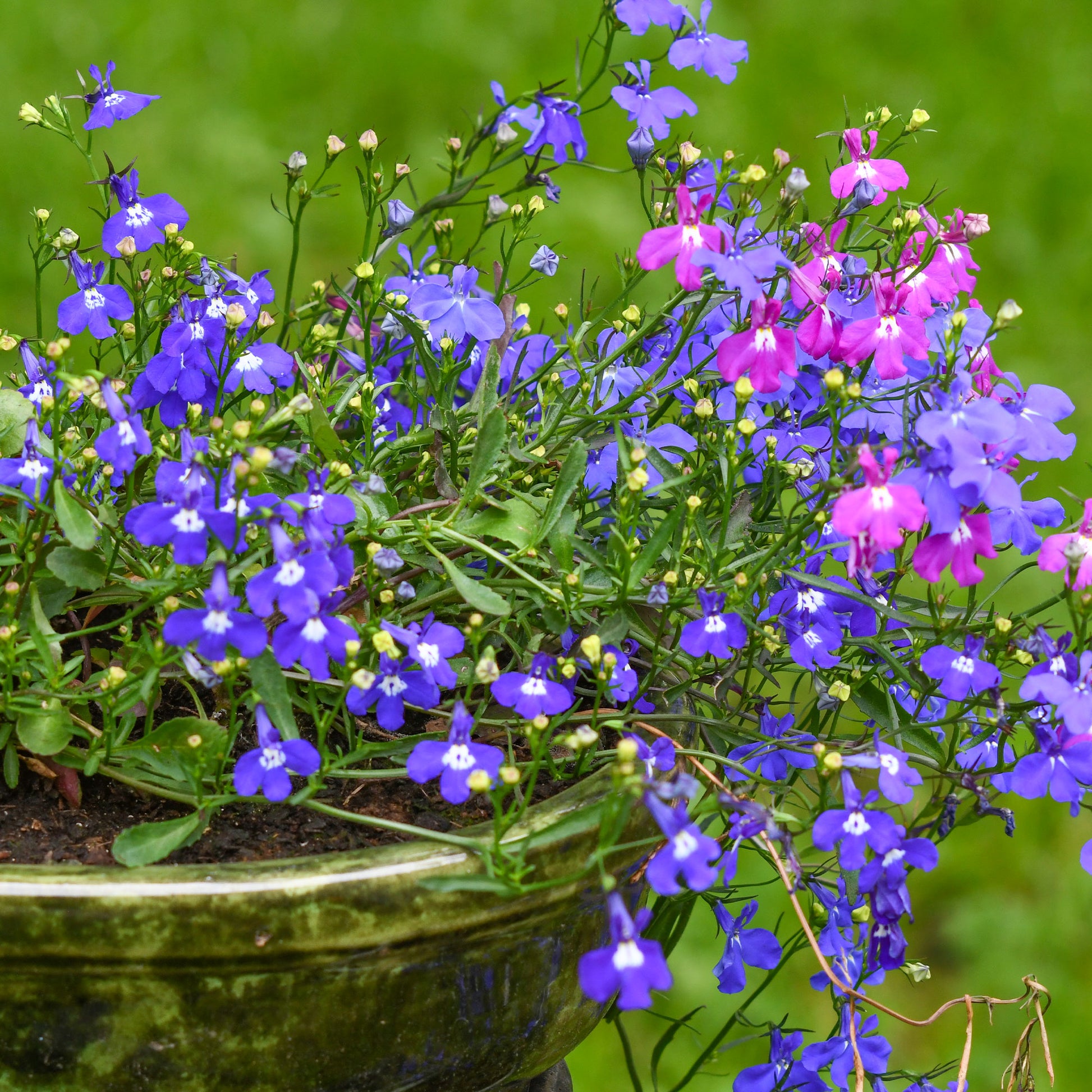 Hänge-Lobelien Mischung - Lobelia erinus pendula - Bakker