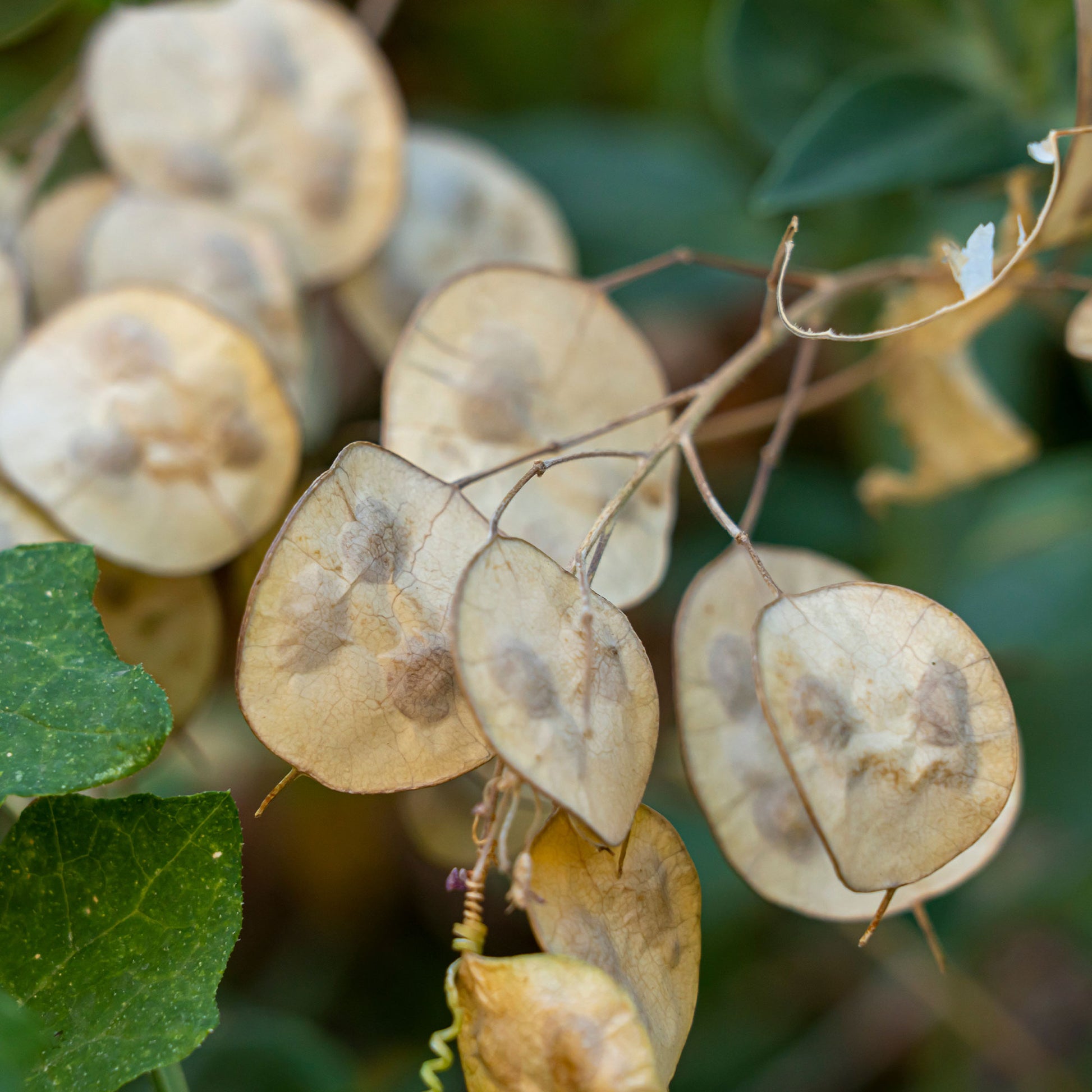 Silberblatt Mischung (einjährig) - Lunaria biennis annua - Bakker