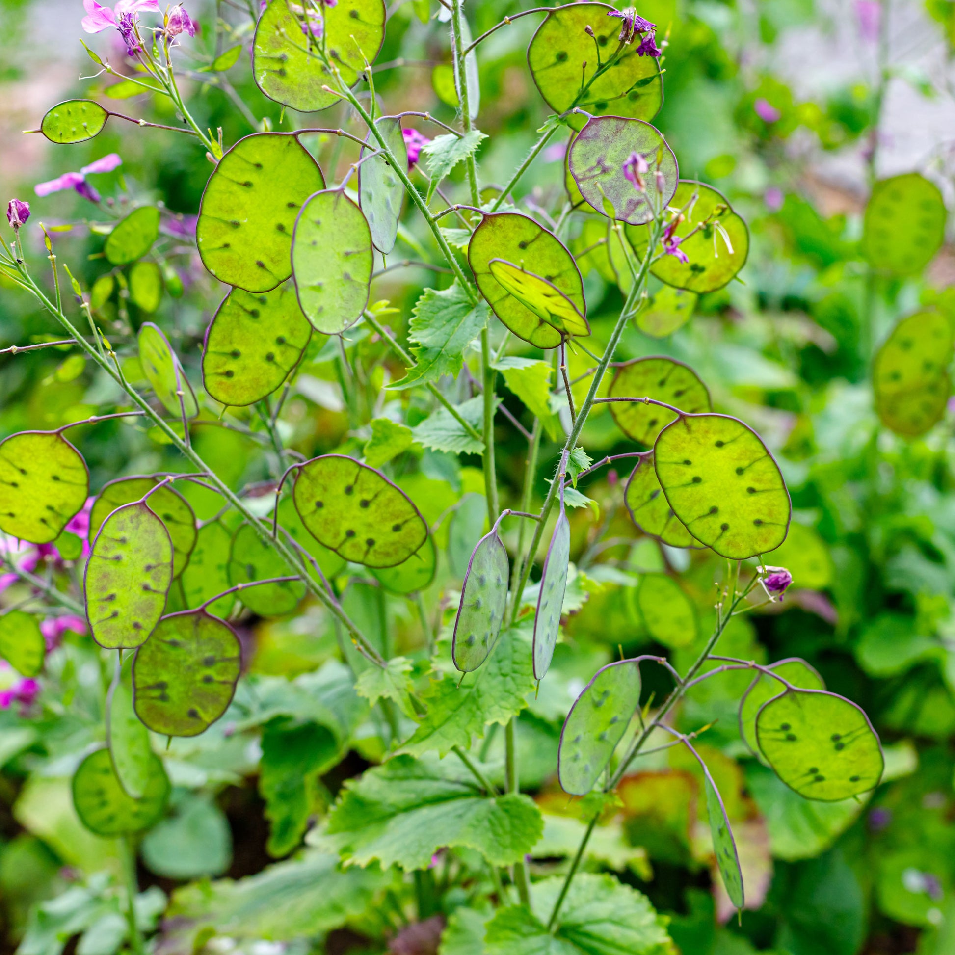 Lunaria biennis annua - Silberblatt Mischung (einjährig) - Samen für Blumenbeete und -ränder