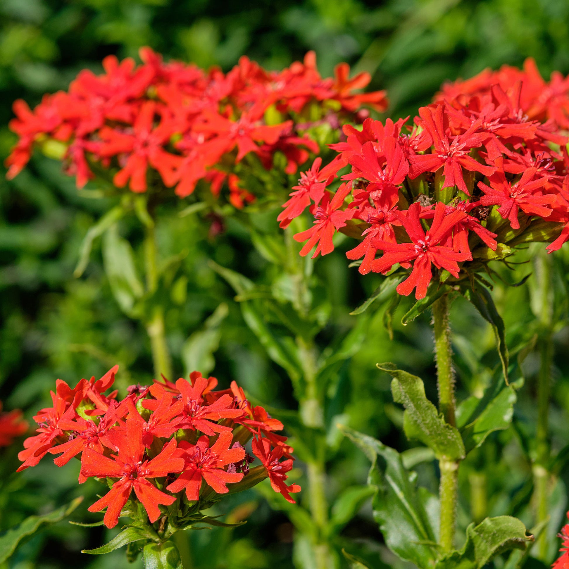 Lychnis chalcedonica - Brennende Liebe - Samen für Blumenbeete und -ränder