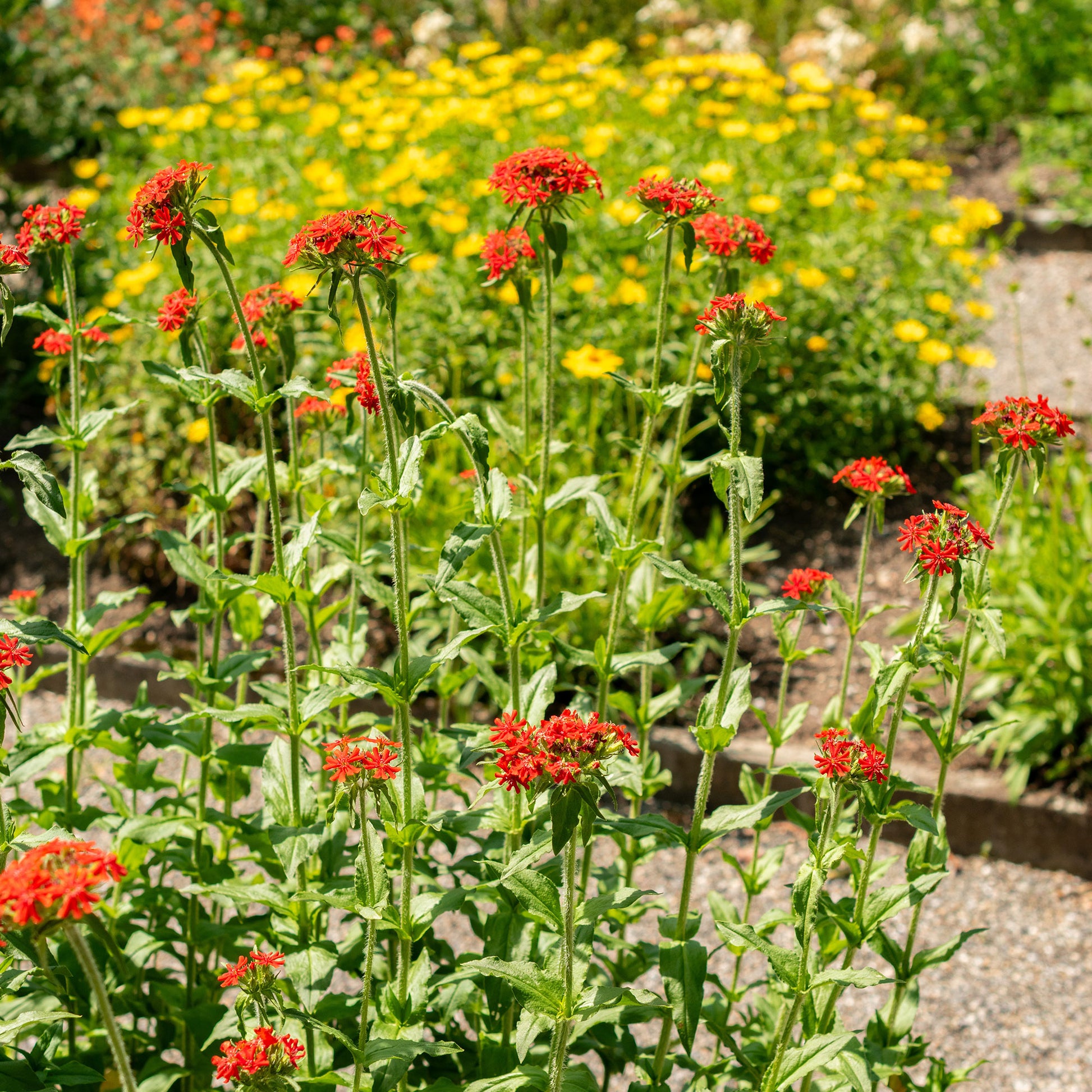 Brennende Liebe - Lychnis chalcedonica - Bakker