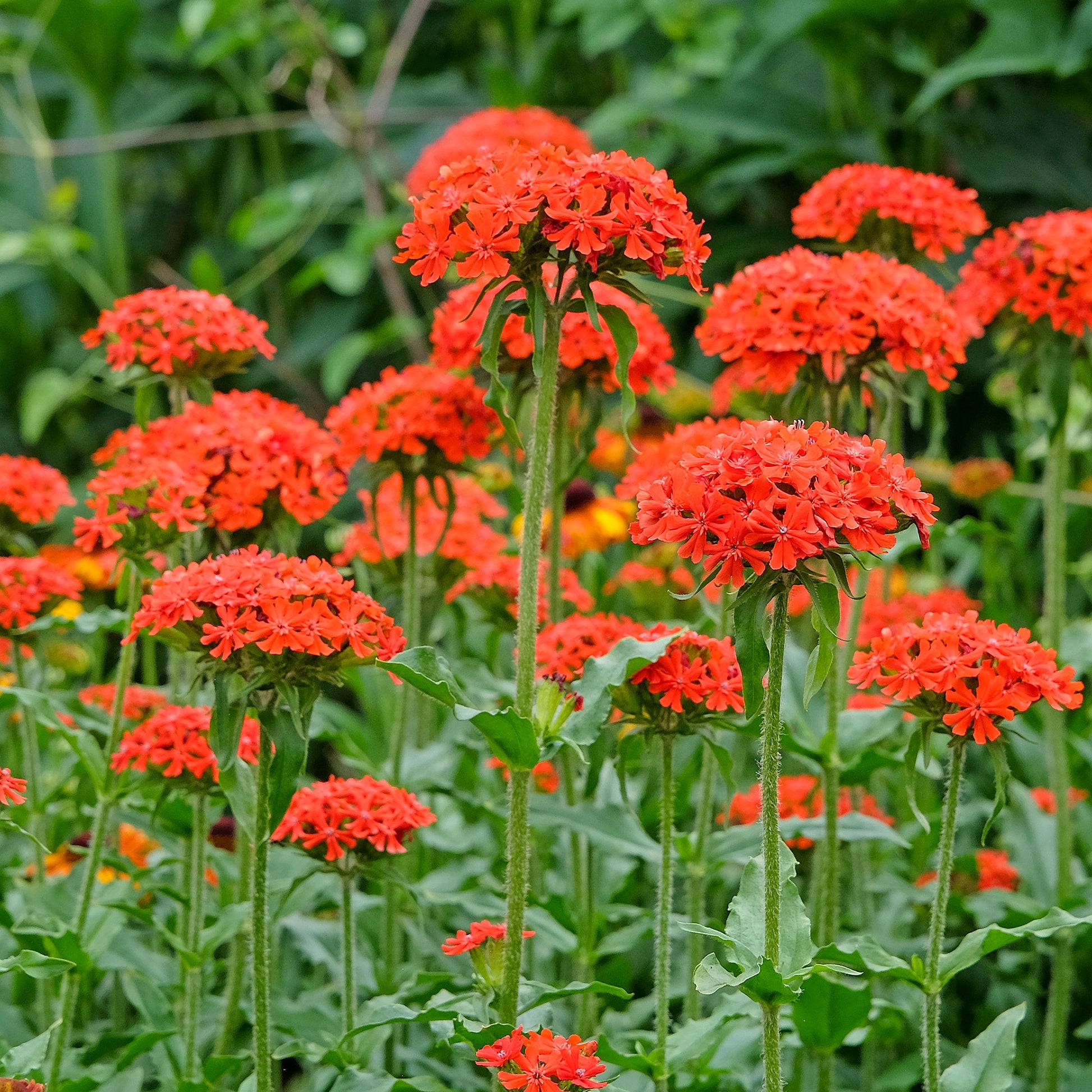 Samen für Blumenbeete und -ränder - Brennende Liebe - Lychnis chalcedonica