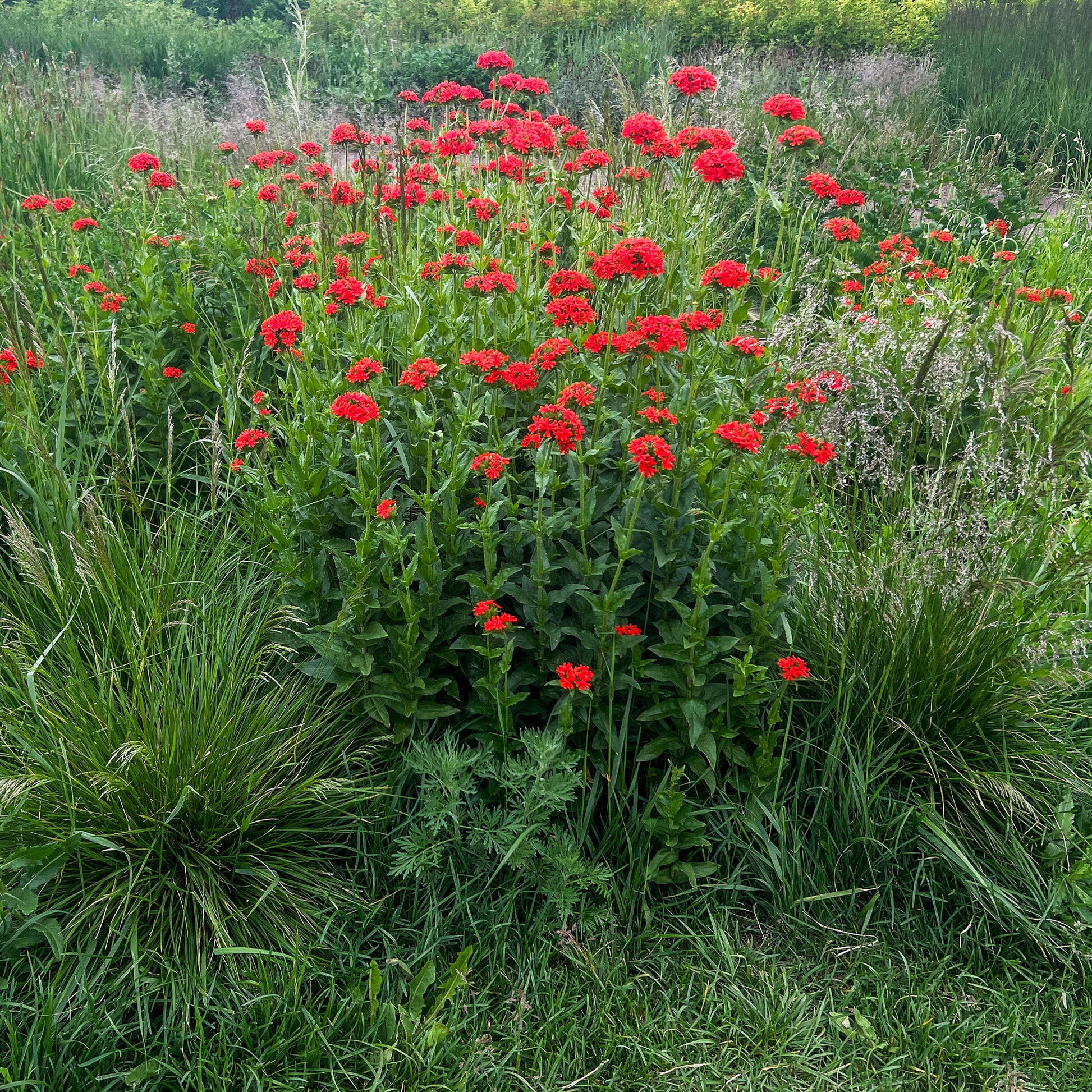 Verkauf Brennende Liebe - Lychnis chalcedonica