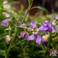 Levkojen Scentsation Mischung - Matthiola longipetala bicornis - Bakker