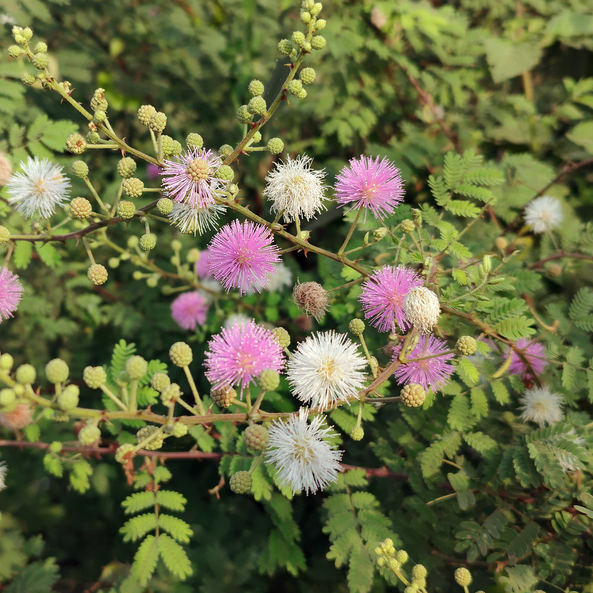 Mimose pudica (Sinnpflanze) - Mimosa pudica - Bakker