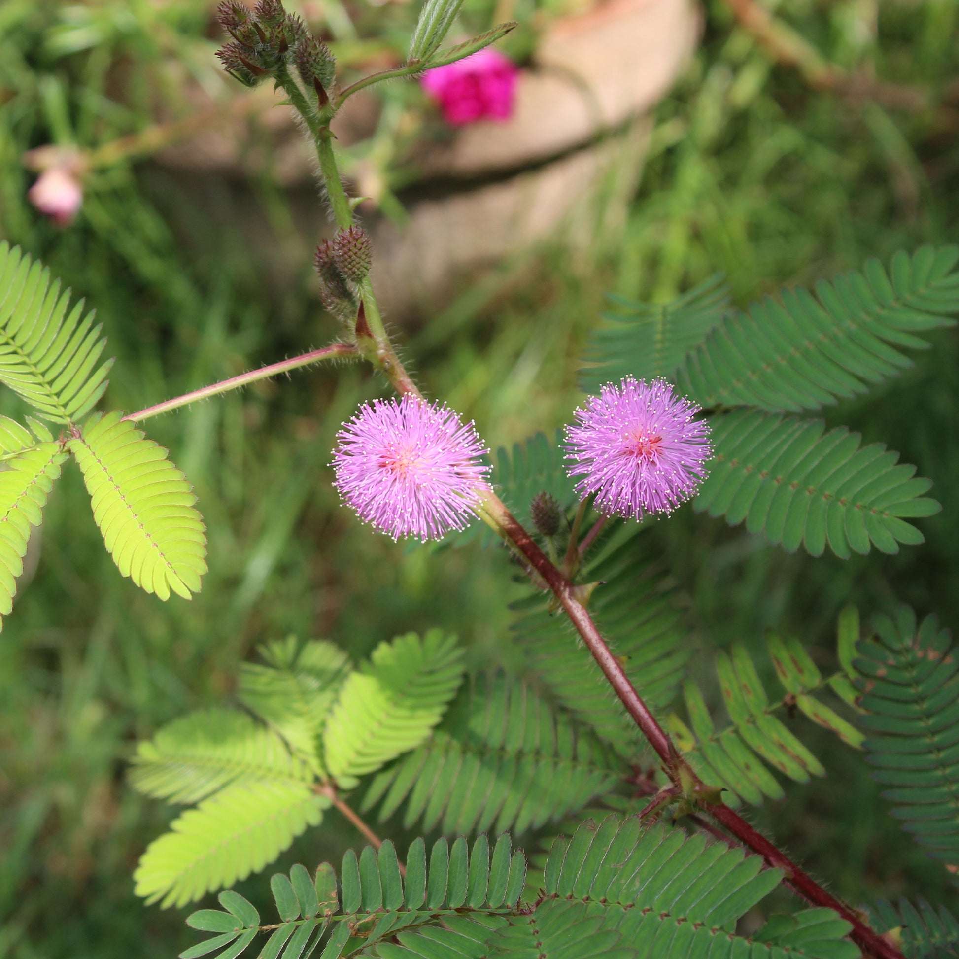 Mimose pudica (Sinnpflanze) - Bakker